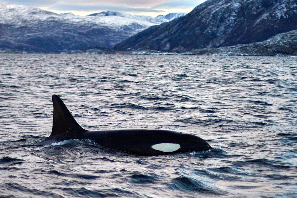 baleines en norvege tromso