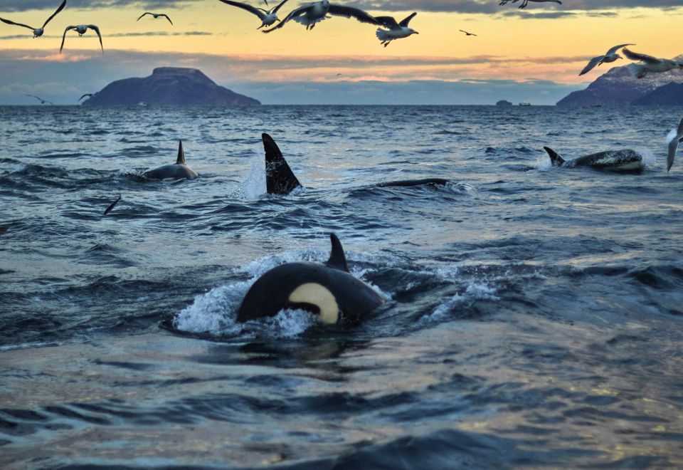 baleines en norvege tromso