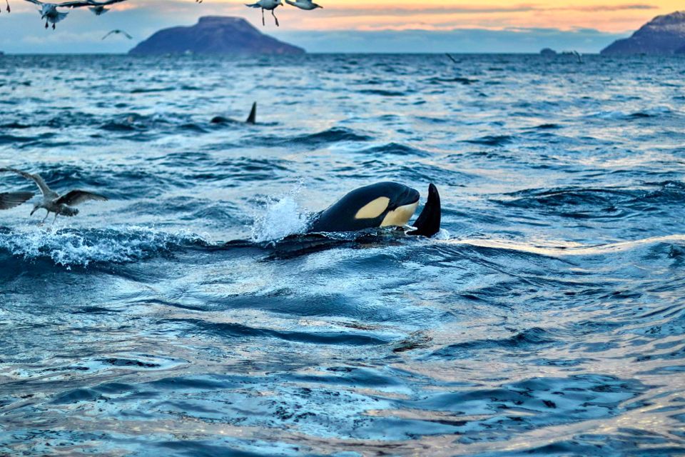 baleines en norvege tromso