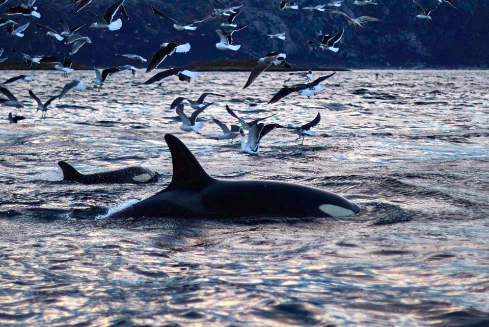 baleines en norvege tromso