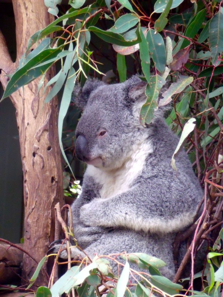 lone pine koala sanctuary