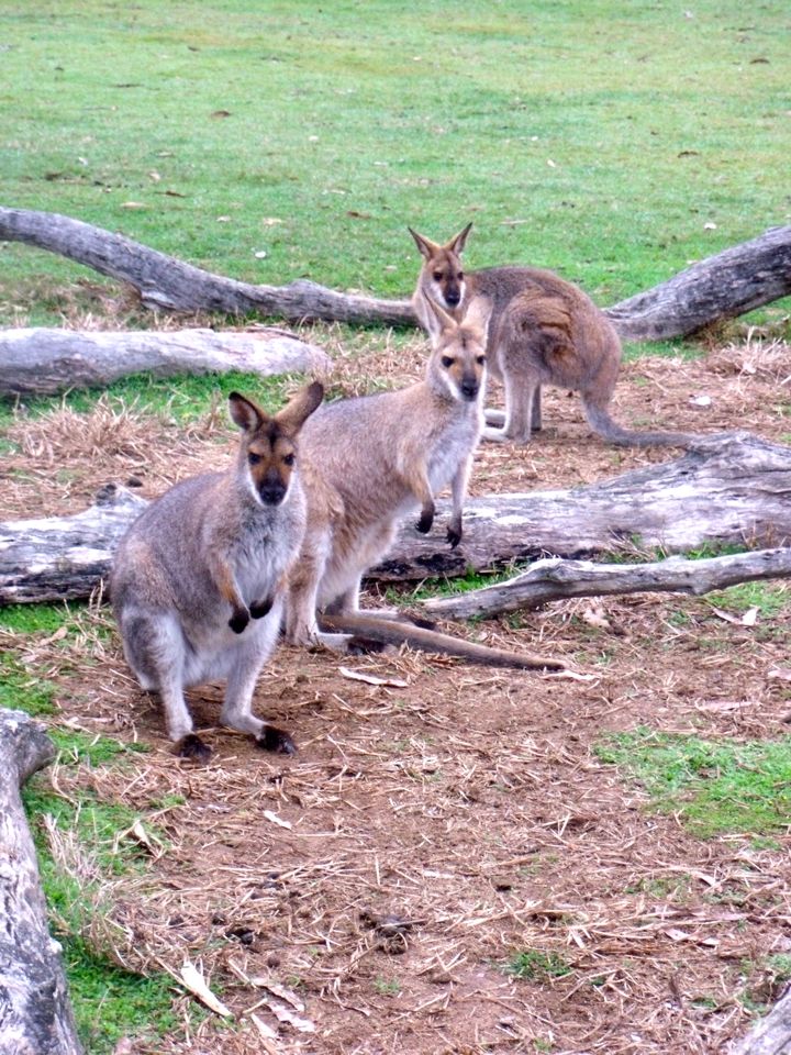 lone pine koala sanctuary