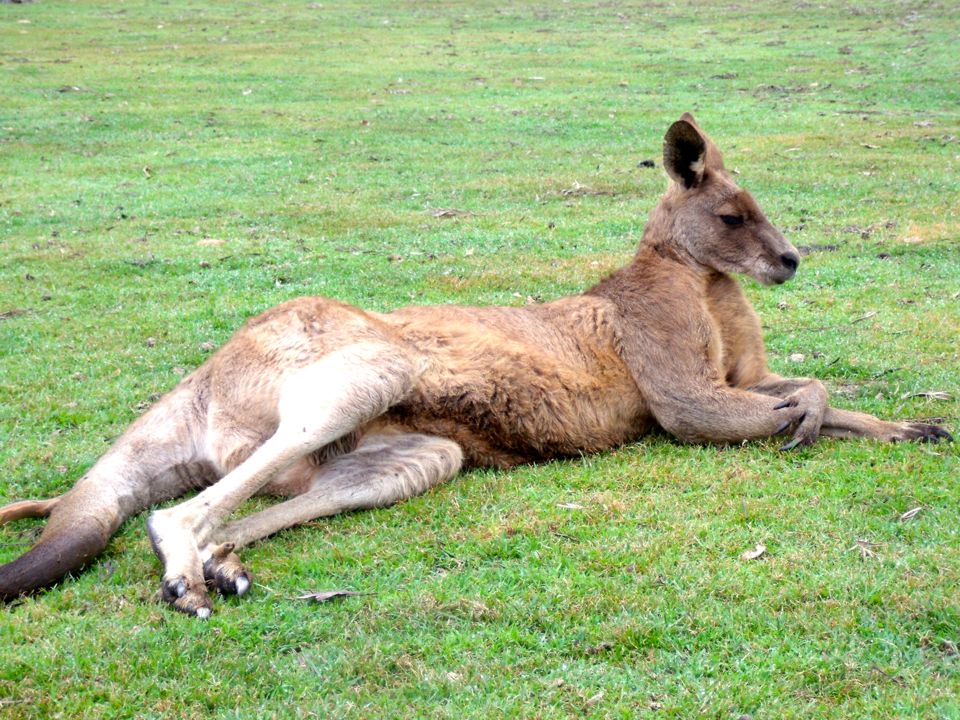 lone pine koala sanctuary
