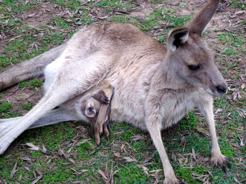 lone pine koala sanctuary