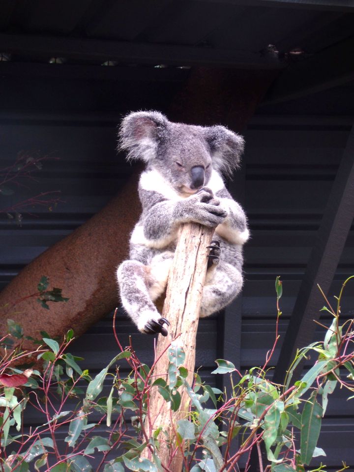 lone pine koala sanctuary