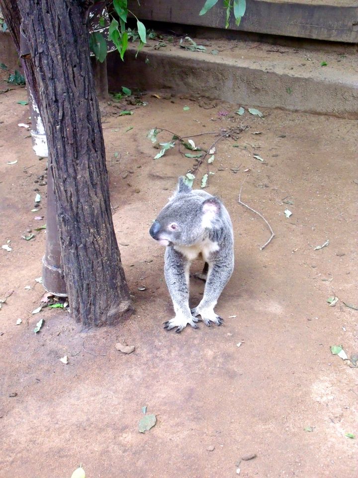 lone pine koala sanctuary