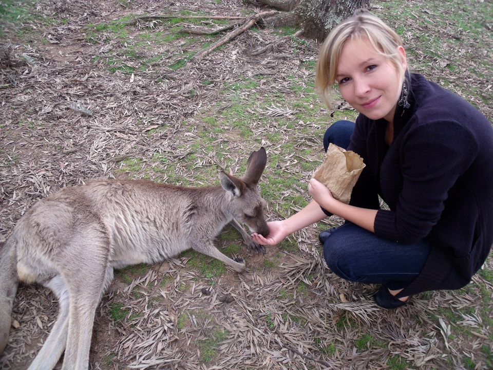 lone pine koala sanctuary