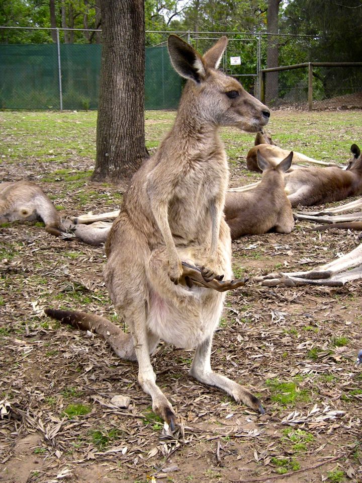 que faire a brisbane
