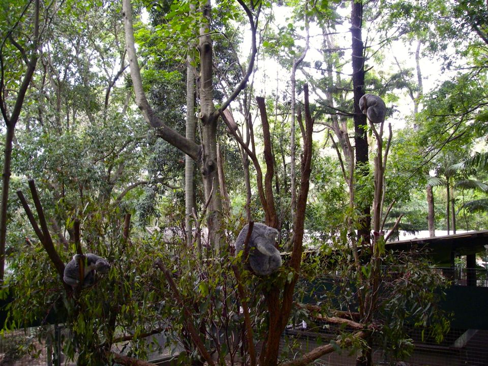 lone pine koala sanctuary