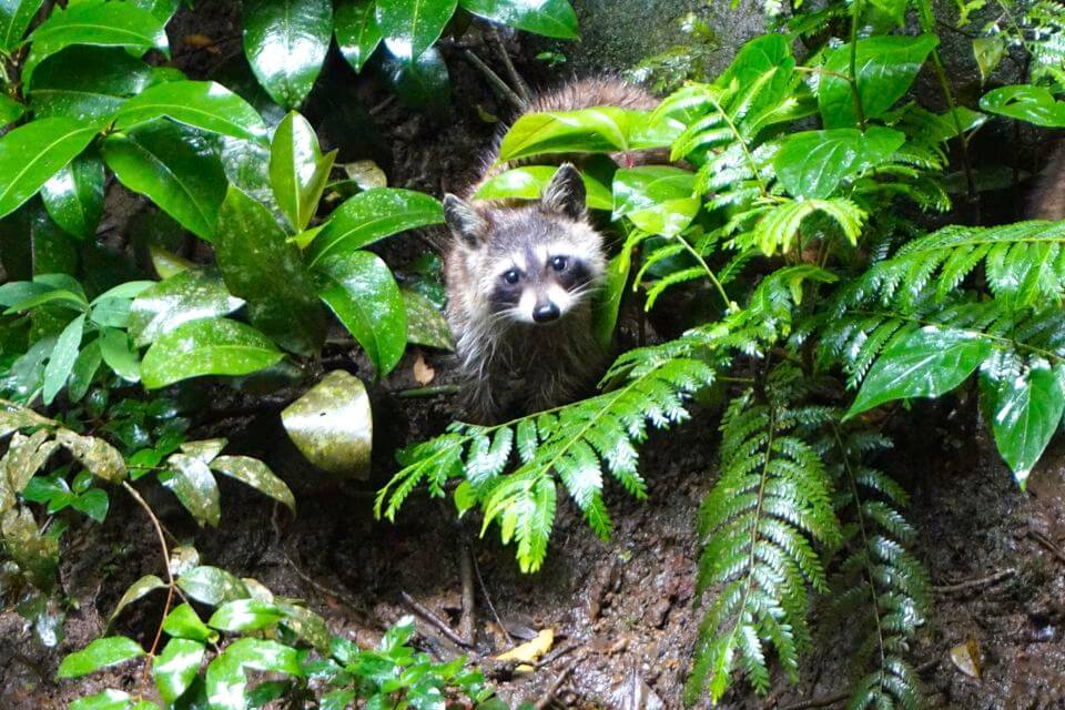 zoo des mamelles guadeloupe