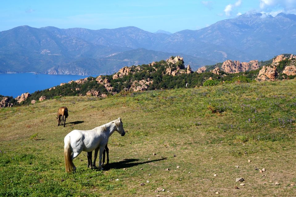 Visiter les calanques de Piana : guide pratique
