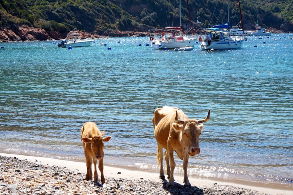 Golfe de Porto : Girolata