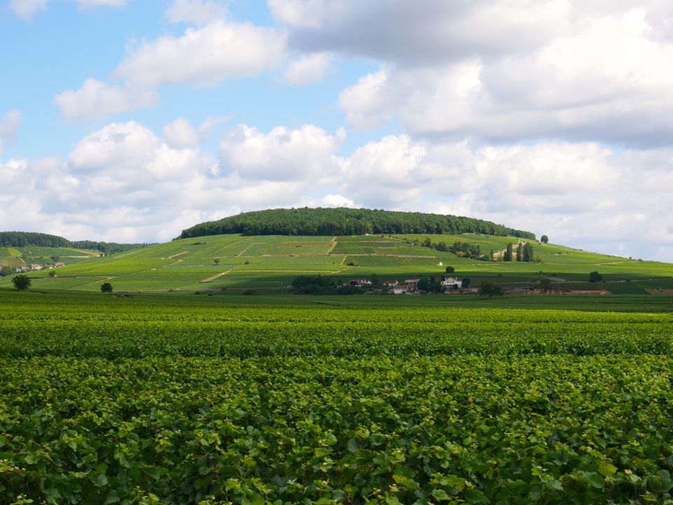 Visiter la Cote de Beaune en Bourgogne