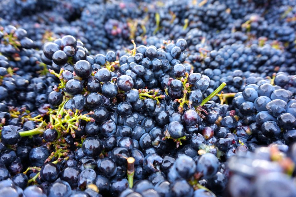 vendanges clos saint louis