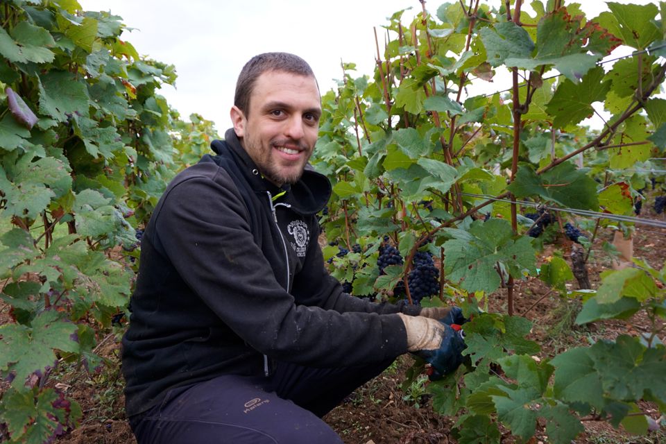 vendanges clos saint louis