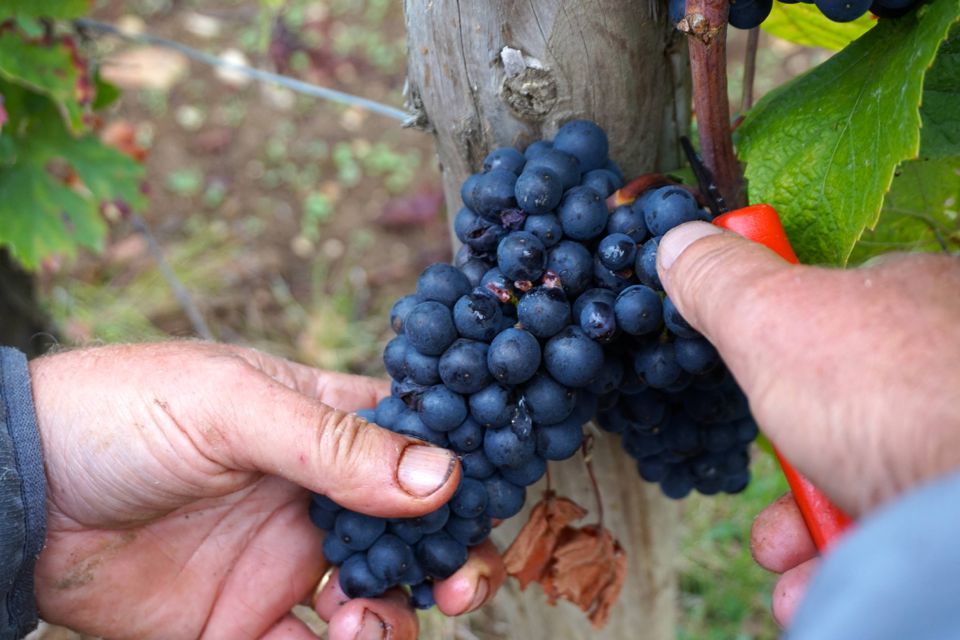 vendanges clos saint louis