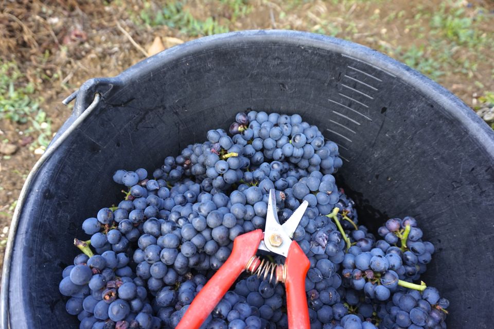vendanges clos saint louis