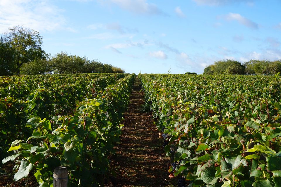 vendanges clos saint louis