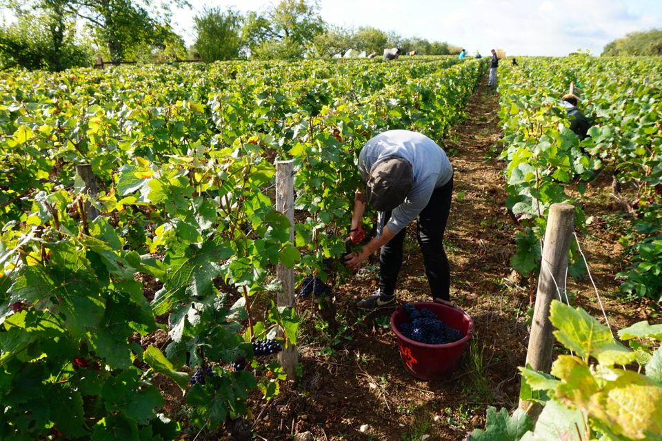 vendanges clos saint louis