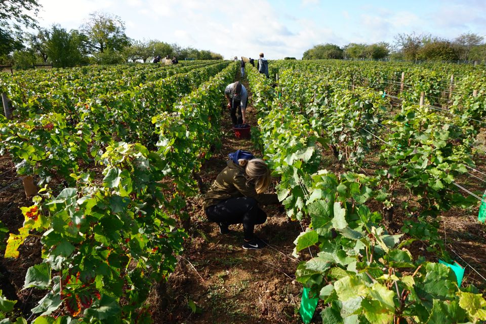 vendanges clos saint louis
