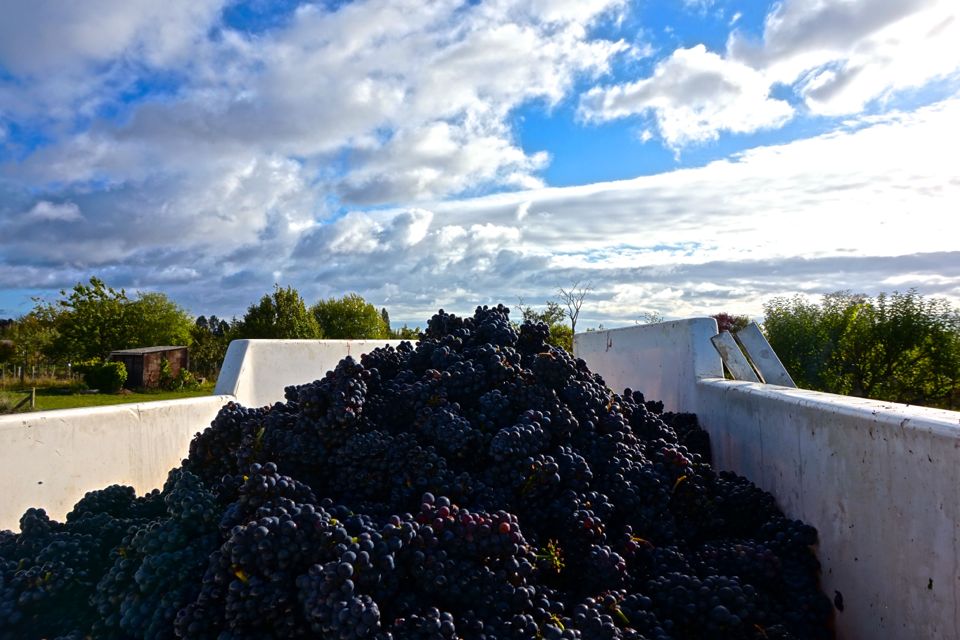 vendanges clos saint louis