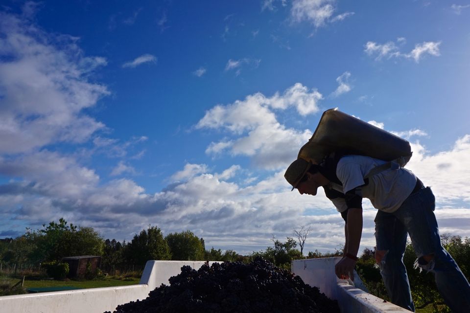 vendanges clos saint louis