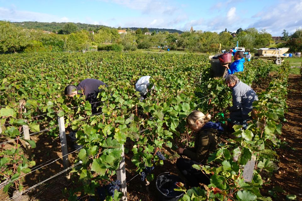 vendanges clos saint louis