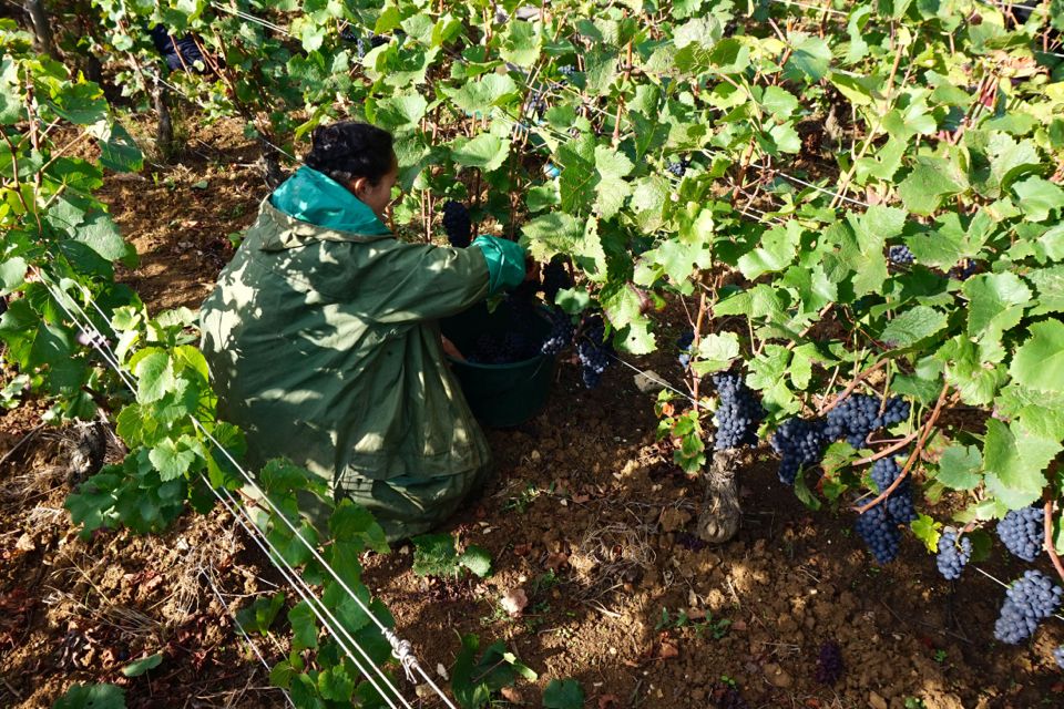 vendanges clos saint louis