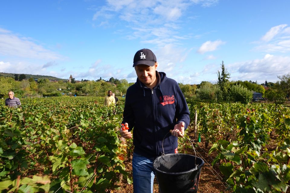 vendanges clos saint louis
