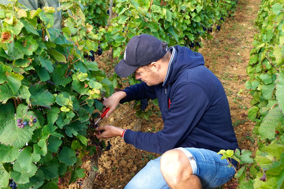 vendanges clos saint louis