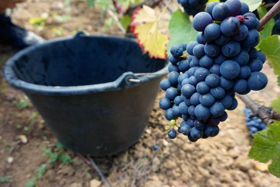 vendanges clos saint louis