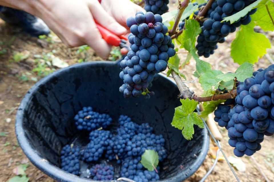 vendanges clos saint louis