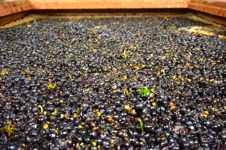 vendanges clos saint louis
