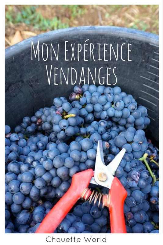 Expérience de vendanges en Bourgogne