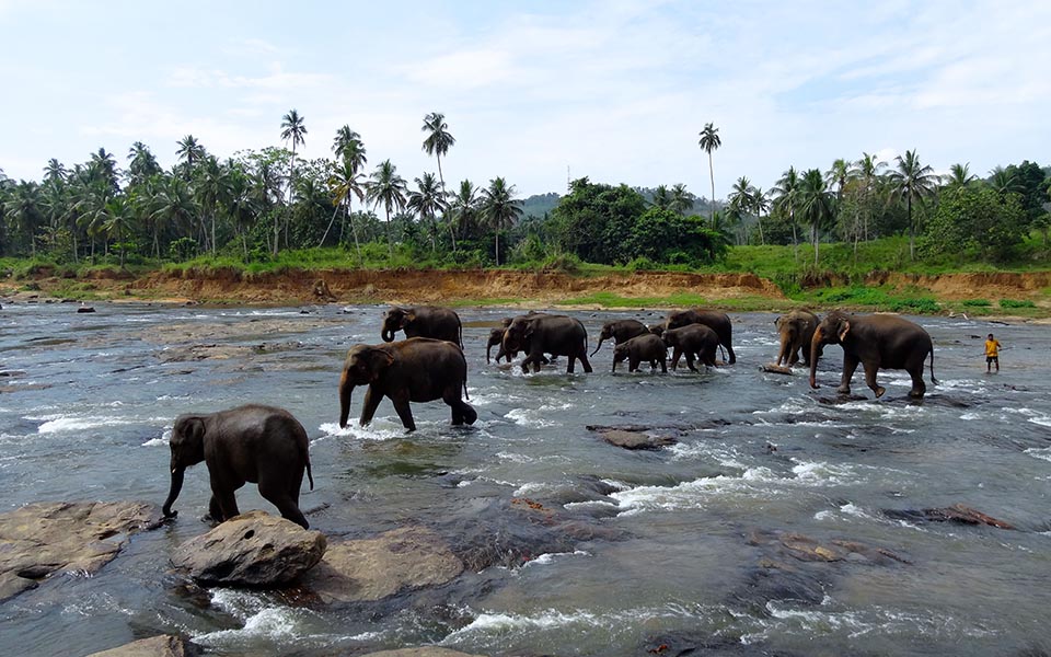 elephants_pinnawala
