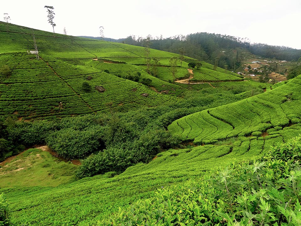 plantation_de_the_nuwara_eliya
