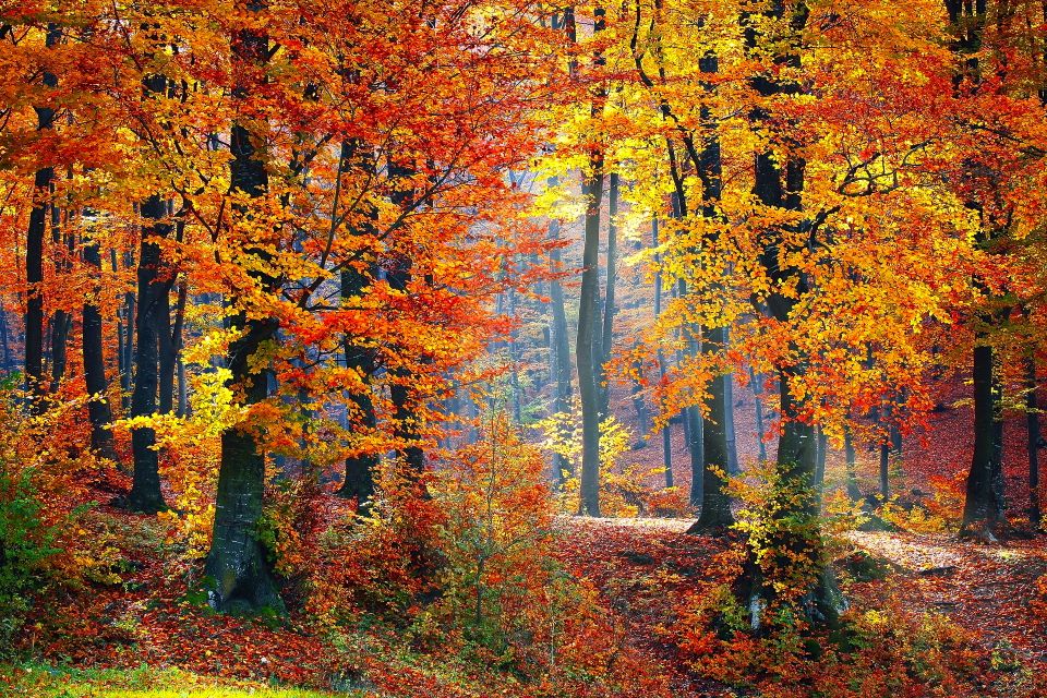 admirer les couleurs de l’automne