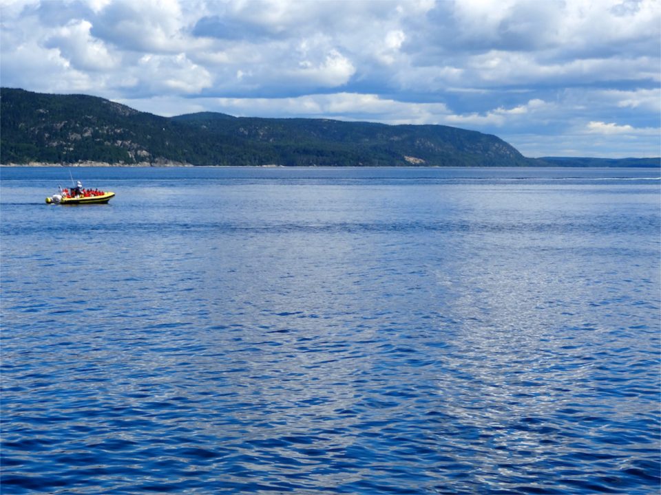 voir les baleines a tadoussac