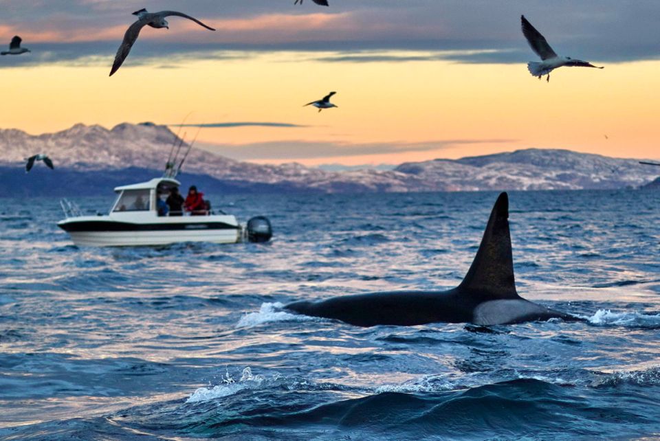 baleines norvege tromso