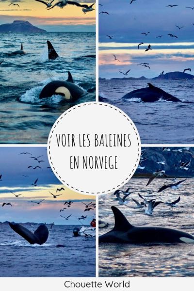 Voir les baleines en Norvège