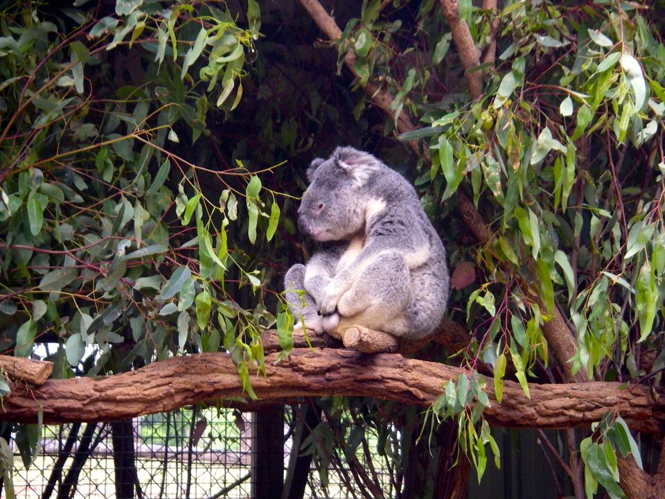 lone pine koala sanctuary