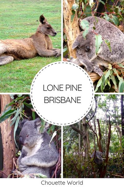 Visiter le lone pine koala sanctuary