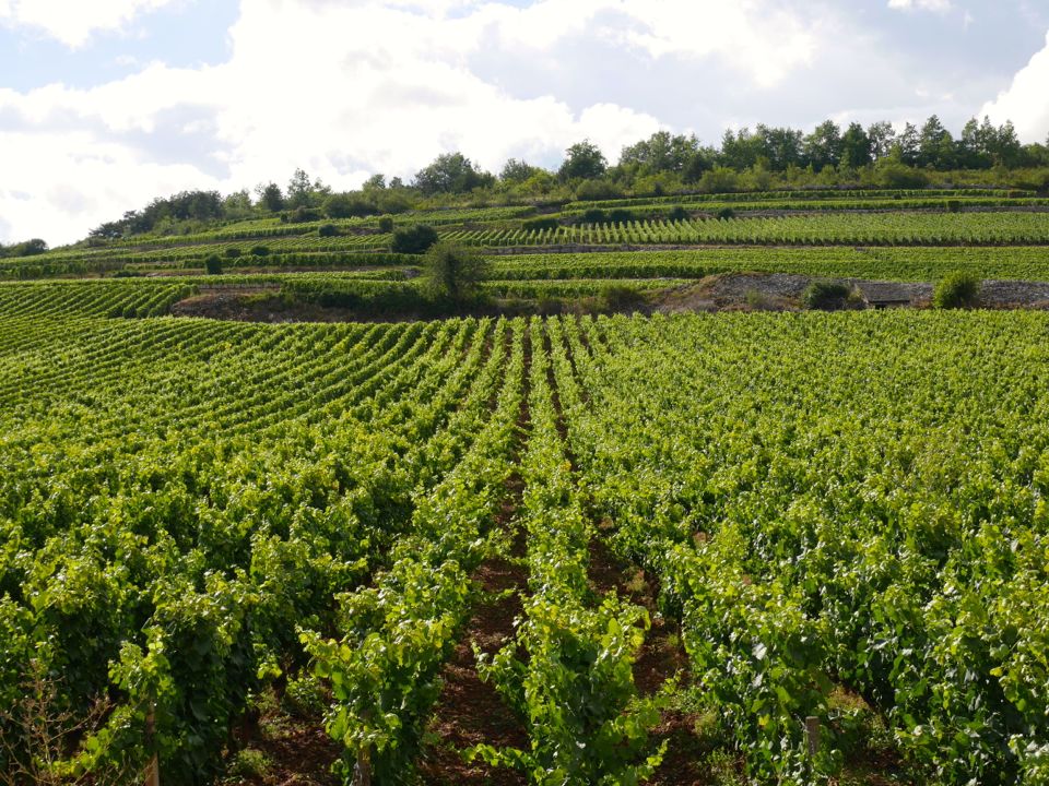 Visiter la Cote de Beaune en Bourgogne