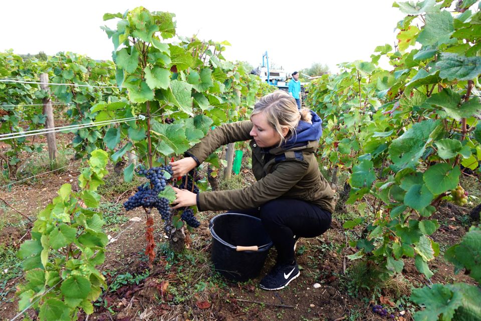 vendanges clos saint louis