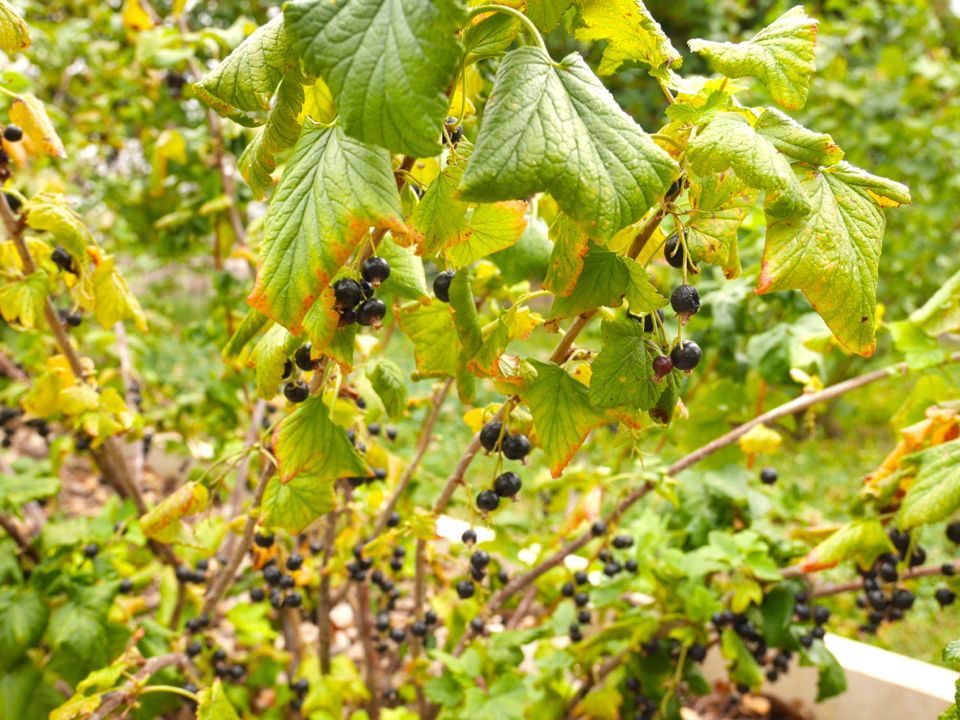 Visiter la Côte de Nuits : cassissium