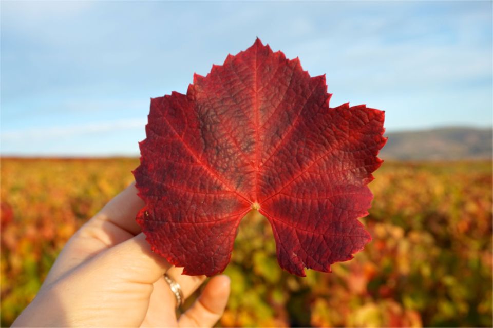 Weekend dans le Beaujolais