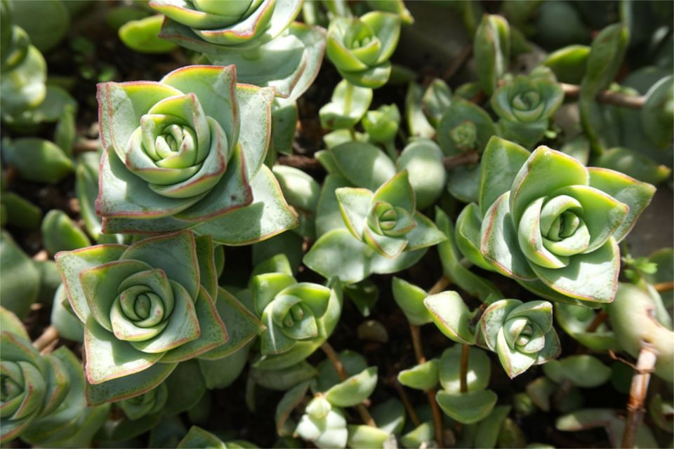 3 jours à Belfast : jardin botanique