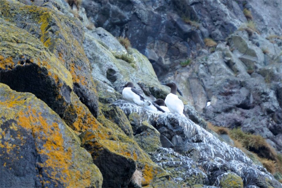 Autour de belfast : The Gobbins