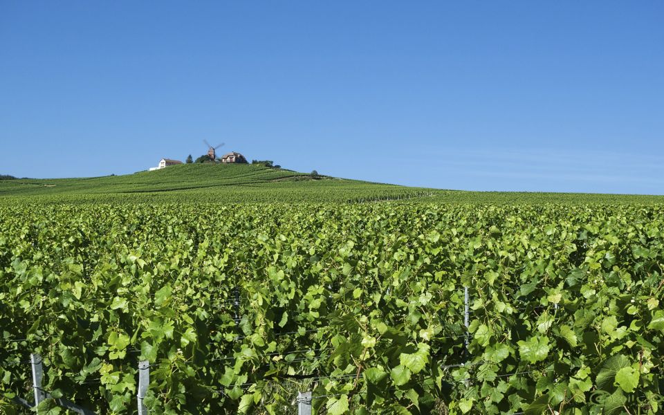 Visiter la Champagne