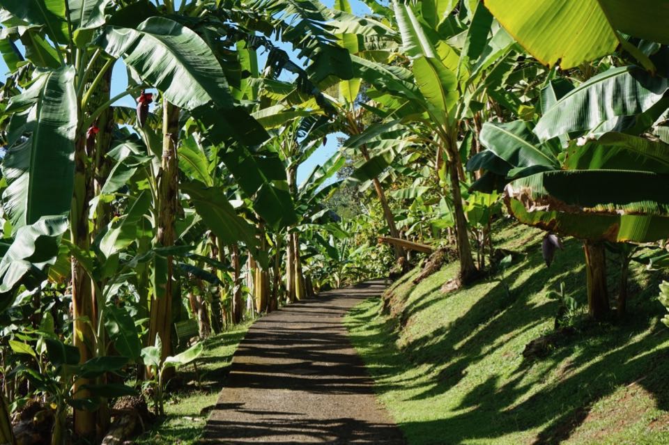 Visiter la Martinique : que faire ?